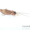 Heimchen, klein (4), Futterinsekten ca. 80 Stück