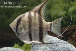 Heller Skalar, Pterophyllum scalare hell, DNZ, 4-6 cm