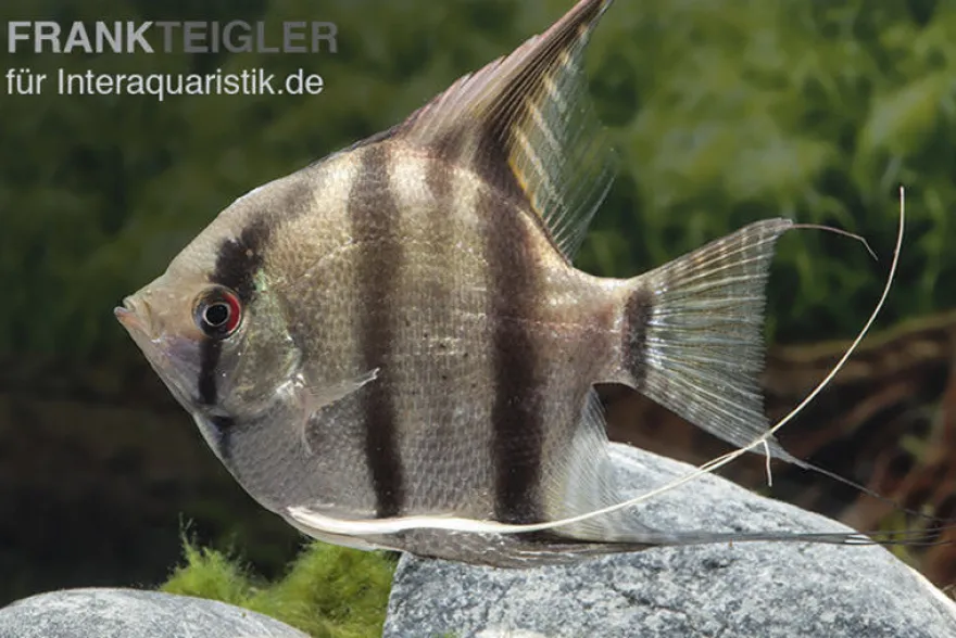 Heller Skalar, Pterophyllum scalare hell, DNZ, 4-6 cm