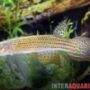 Hellneri-Killifisch, Moema hellneri