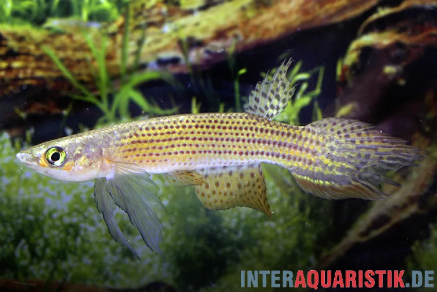 Hellneri-Killifisch, Moema hellneri