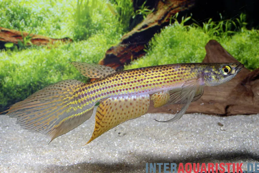 Hellneri-Killifisch, Moema hellneri