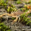 Hentz-Gestreifter-Skorpion, Centruroides hentzi
