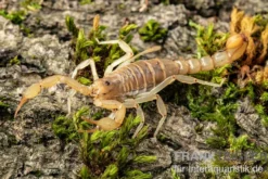 Hentz-Gestreifter-Skorpion, Centruroides hentzi