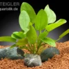 Herzblättrige Mini-Schwertpflanze, Echinodorus cordifolius sp. "Mini", im Topf
