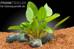 Herzblättrige Mini-Schwertpflanze, Echinodorus cordifolius sp. "Mini", im Topf