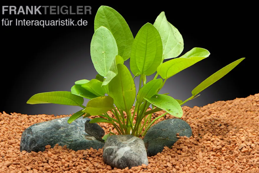 Herzblättrige Mini-Schwertpflanze, Echinodorus cordifolius sp. "Mini", im Topf