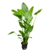 Herzblättrige Schwertpflanze, Echinodorus cordifolius (fluitans), XL-Topf