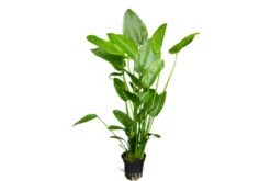 Herzblättrige Schwertpflanze, Echinodorus cordifolius (fluitans), XL-Topf