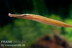Heterosoma-Süßwassernadel, Doryichthys heterosoma (Long Mouth Pipefish)