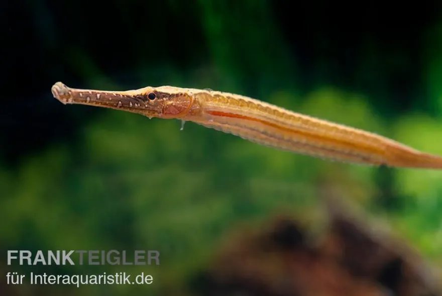 Heterosoma-Süßwassernadel, Doryichthys heterosoma (Long Mouth Pipefish)