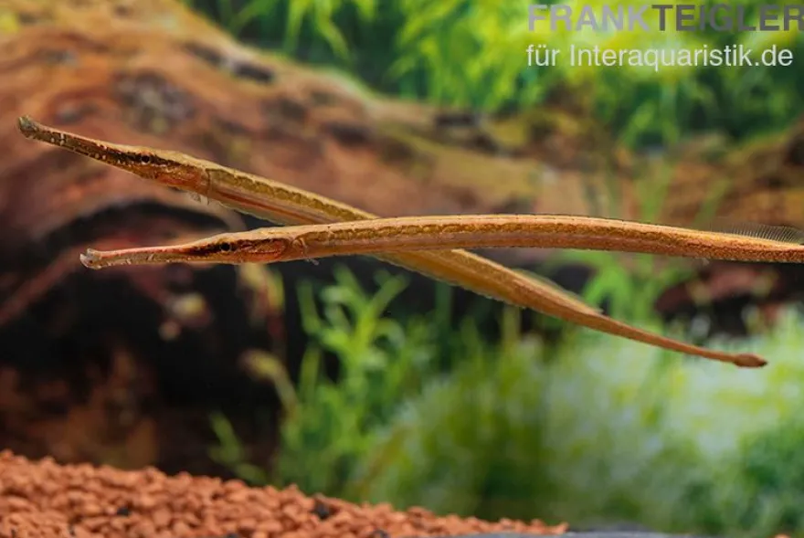 Heterosoma-Süßwassernadel, Doryichthys heterosoma (Long Mouth Pipefish)