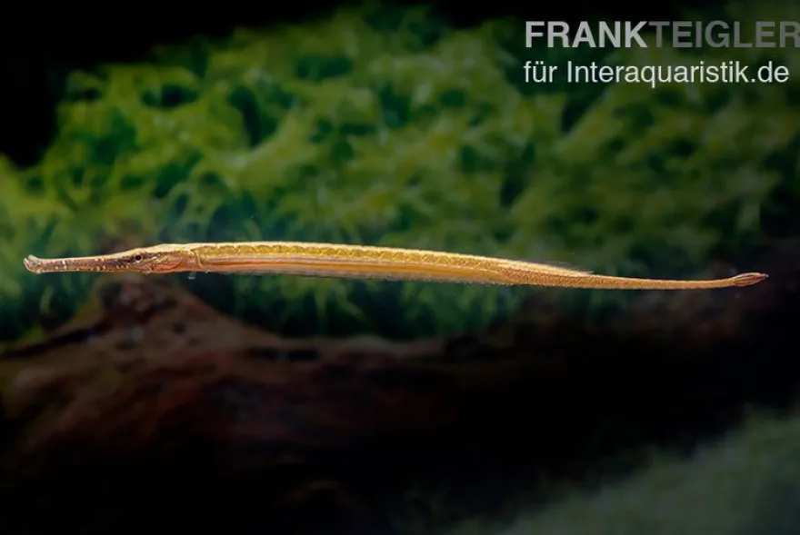 Heterosoma-Süßwassernadel, Doryichthys heterosoma (Long Mouth Pipefish)