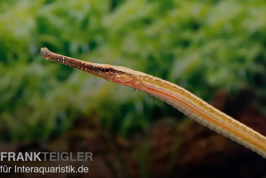 Heterosoma-Süßwassernadel, Doryichthys heterosoma (Long Mouth Pipefish)