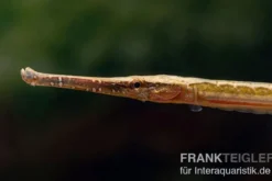 Heterosoma-Süßwassernadel, Doryichthys heterosoma (Long Mouth Pipefish)