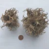 Hexennüsse groß, 2 Stück
