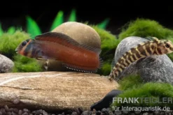 Heyligeri-Schleimfisch, Phenablennius heyligeri, ohne Geschlechtsauswahl