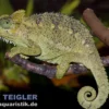 Höhnel-Chamäleon, Trioceros hoehnelii