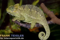 Höhnel-Chamäleon, Trioceros hoehnelii