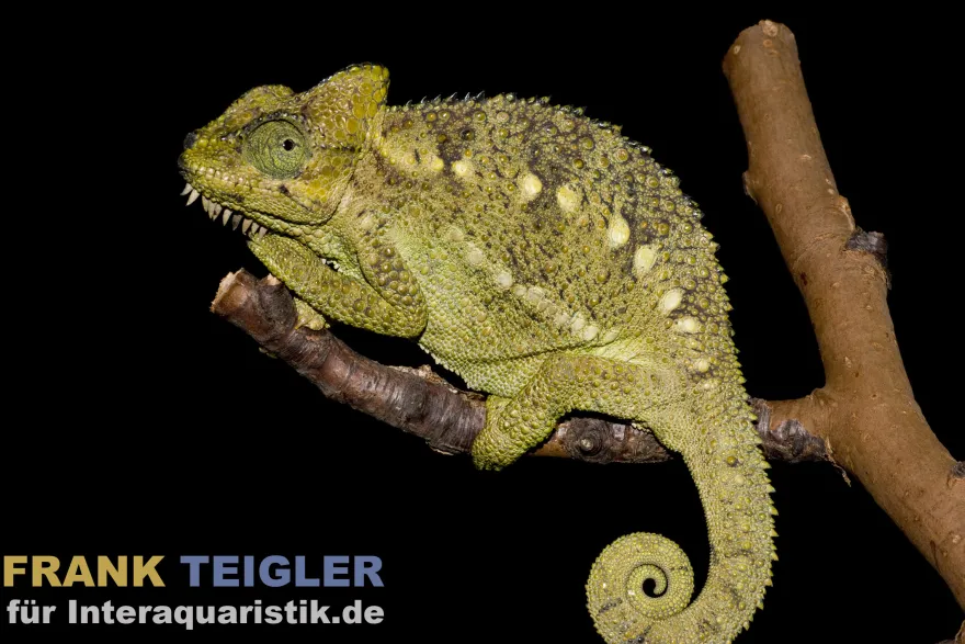 Höhnel-Chamäleon, Trioceros hoehnelii