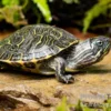 Hieroglyphen-Schmuckschildkröte, Pseudemys concinna concinna FZ