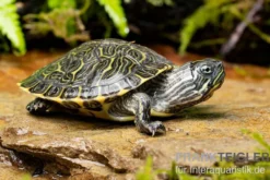 Hieroglyphen-Schmuckschildkröte, Pseudemys concinna concinna FZ