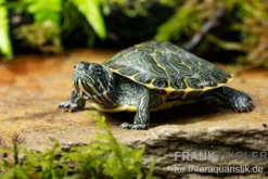 Hieroglyphen-Schmuckschildkröte, Pseudemys concinna concinna FZ
