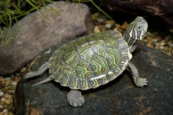 Hieroglyphen-Schmuckschildkröte, Pseudemys c. hieroglyphica