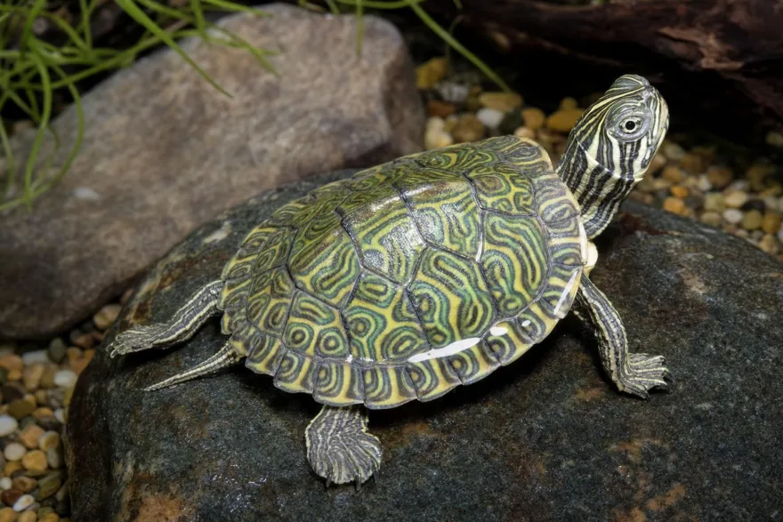 Hieroglyphen-Schmuckschildkröte, Pseudemys c. hieroglyphica
