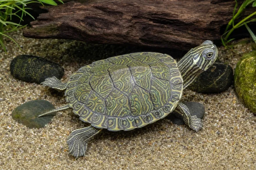 Hieroglyphen-Schmuckschildkröte, Pseudemys c. hieroglyphica