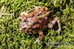 High Red Ornated-Pacman-Frog, Ceratophrys cranwelli High Red ornated