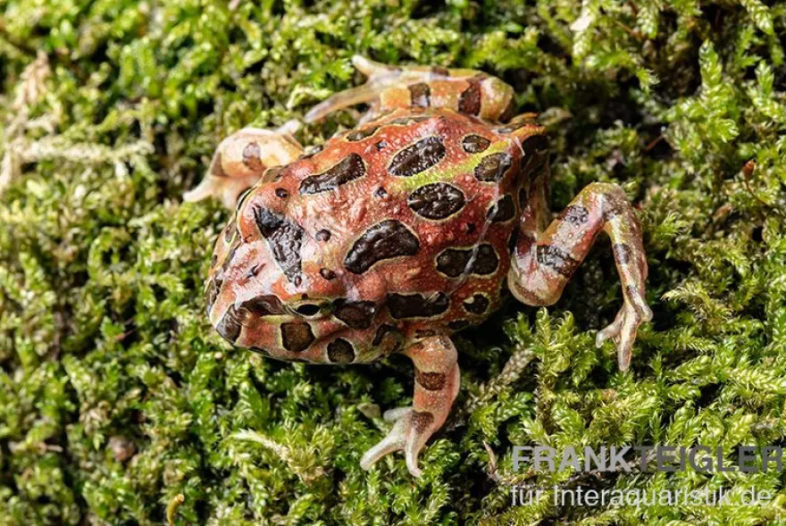 High Red Ornated-Pacman-Frog, Ceratophrys cranwelli High Red ornated