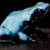 Himmelsbaumsteiger, Adelphobates galactonotus