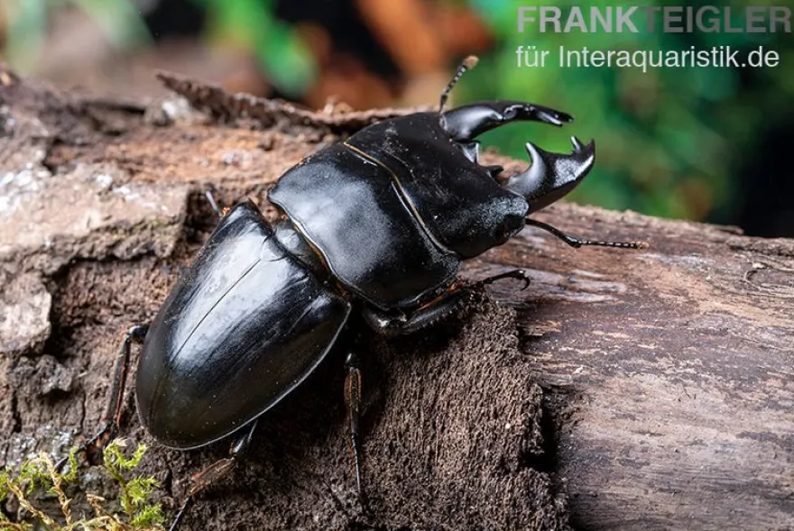 Hirschkäfer, Dorcus alcides, gemischt