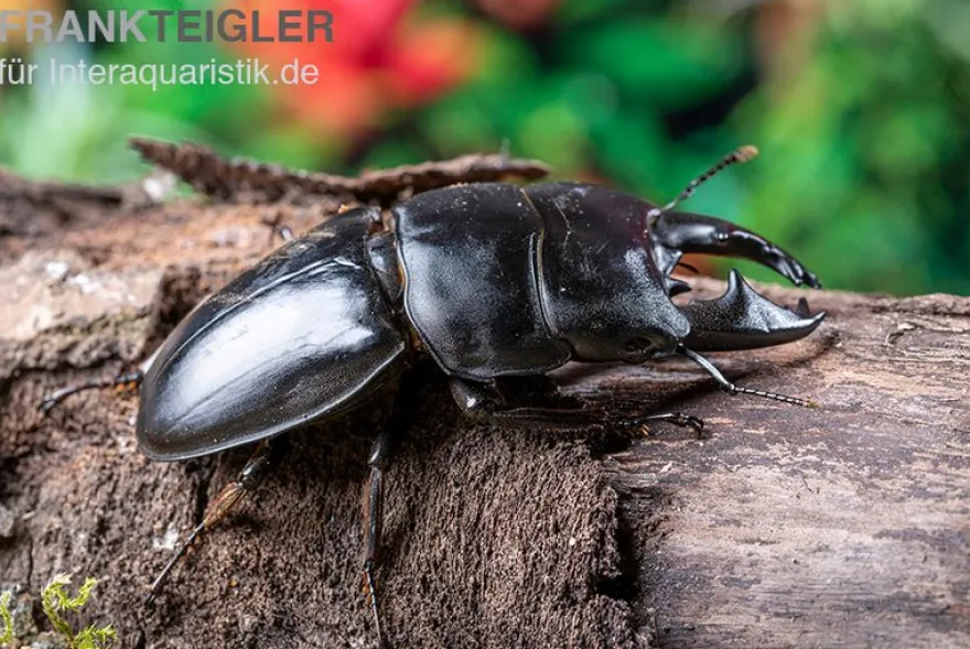 Hirschkäfer, Dorcus alcides, gemischt