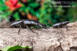 Hirschkäfer, Dorcus alcides, gemischt