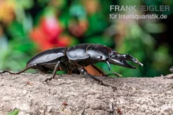 Hirschkäfer, Dorcus alcides, gemischt