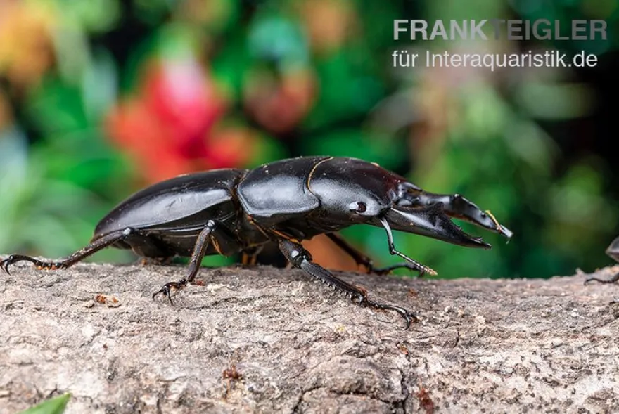Hirschkäfer, Dorcus alcides, gemischt