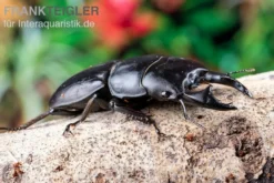 Hirschkäfer, Dorcus alcides, gemischt