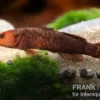 Hitam Grundel, Mugilogobius hitam