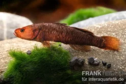 Hitam Grundel, Mugilogobius hitam