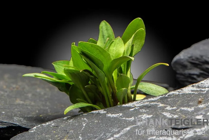Hobbit-Wasserkelch, Cryptocoryne lutea "Hobbit", im Topf