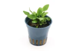 Hobbit-Wasserkelch, Cryptocoryne lutea "Hobbit", im Topf