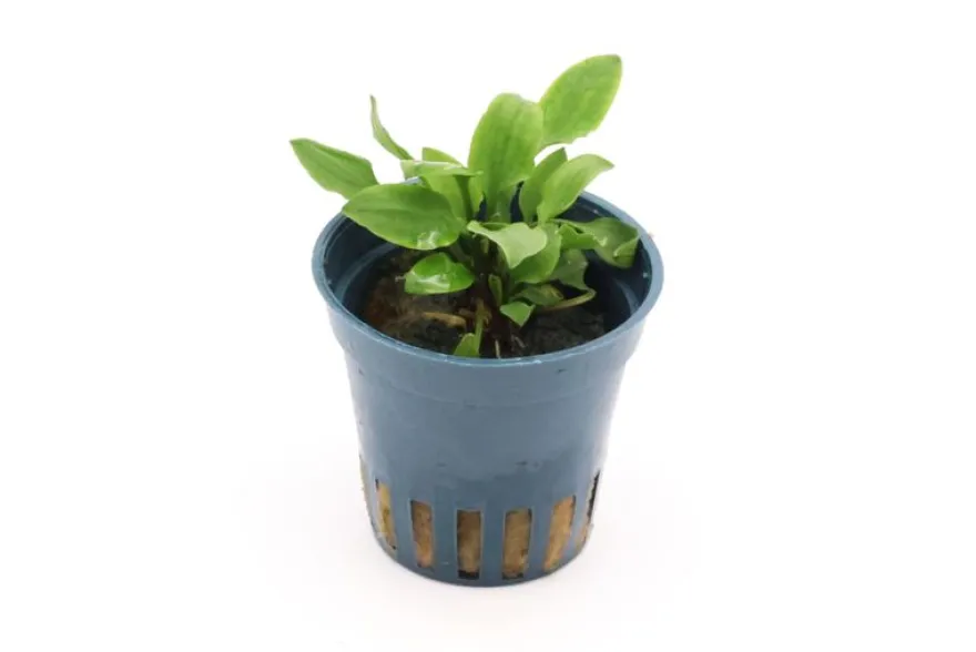 Hobbit-Wasserkelch, Cryptocoryne lutea "Hobbit", im Topf