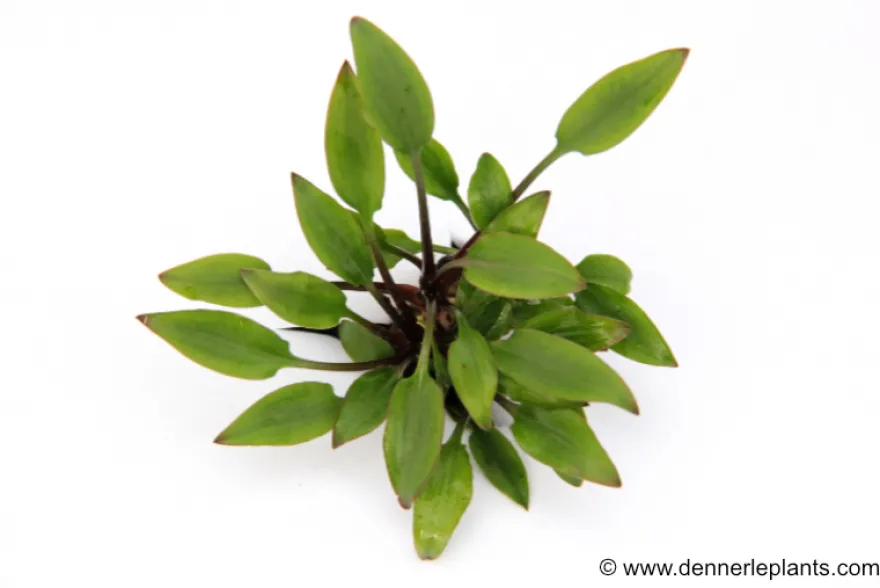 Hobbit-Wasserkelch, Cryptocoryne lutea "Hobbit", im Topf