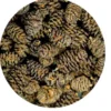 Hobby Alder Cones, Erlenzäpfchen, 50 Stück