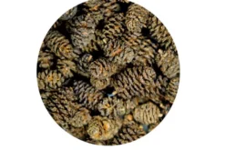Hobby Alder Cones, Erlenzäpfchen, 50 Stück