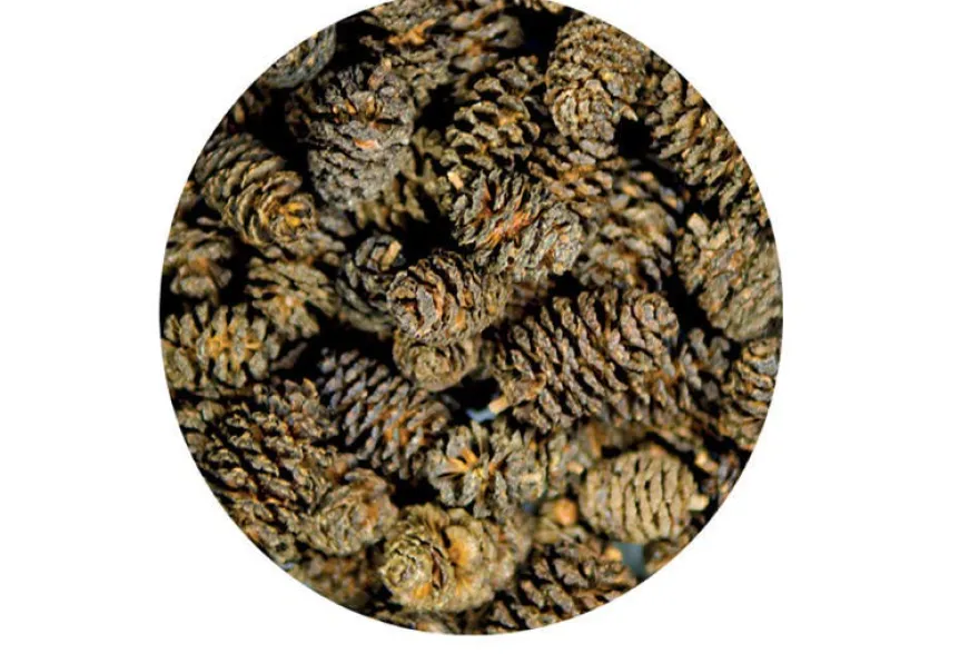 Hobby Alder Cones, Erlenzäpfchen, 50 Stück