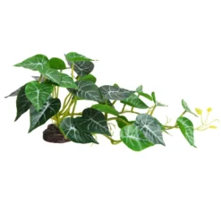 Hobby Alocasia 2, Terrarienpflanze, 40 x 20 cm