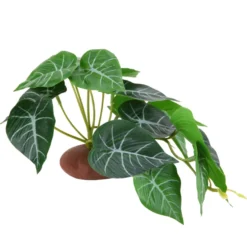 Hobby Alocasia 1, Terrarienpflanze, 24 x 14 cm